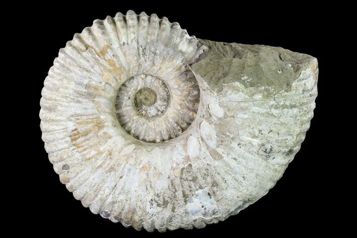 Huge, Tractor Ammonite (Douvilleiceras) Fossil - Madagascar #142946